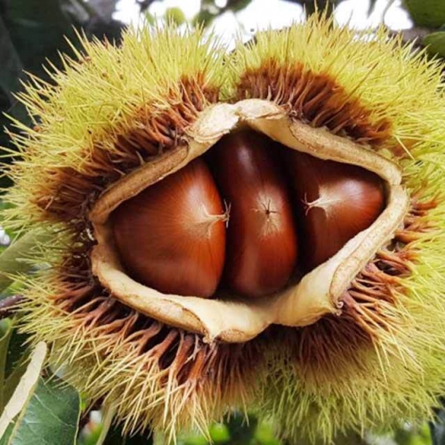 충남 공주 1등 정안 옥광밤 특 4kg  (견과류(기타)/약단밤/밤)