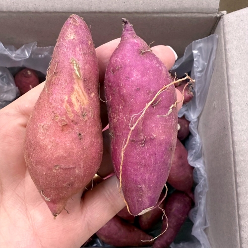 호풍미/풍원미 당근 고구마 한입 5kg  (고구마/감자/옥수수)