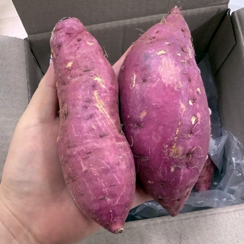 호풍미/풍원미 당근 고구마 상중로얄 5kg  (고구마/감자/옥수수)