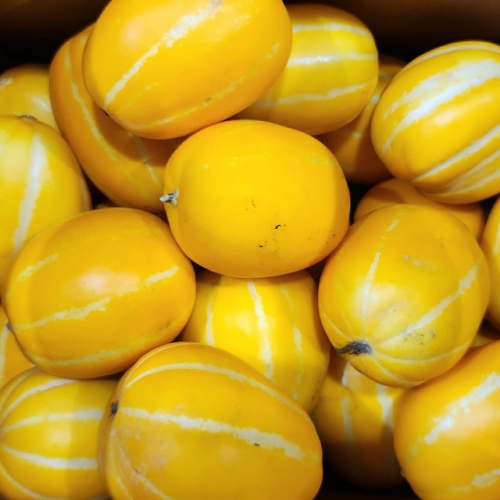 가정용 성주 참외 5kg 대과  (과일)